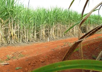 residuos-agricolas-podem-ser-usados-na-producao-de-hidrogenio-verde