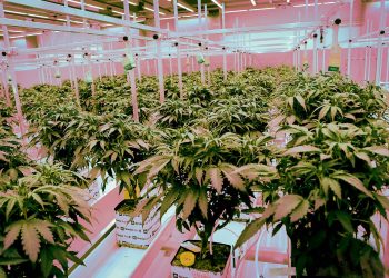 brasil-passa-a-permitir-o-cultivo-de-cannabis