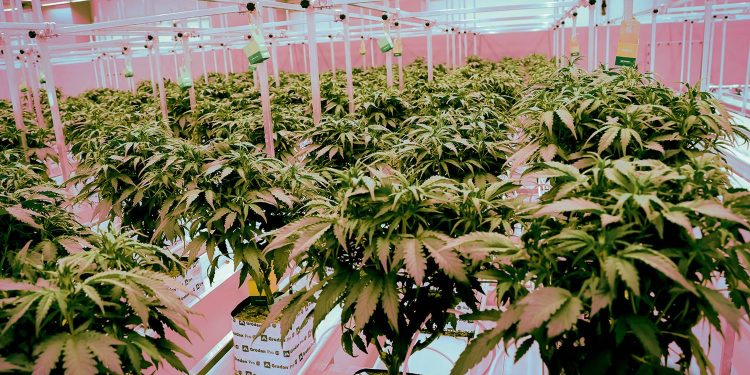 brasil-passa-a-permitir-o-cultivo-de-cannabis