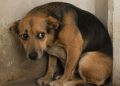 cachorros-tambem-sao-vitimas-de-vicaricidio