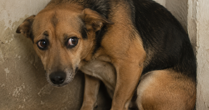 cachorros-tambem-sao-vitimas-de-vicaricidio