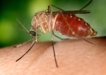 Antecipar-se às ameaças biológicas é uma questão de segurança sanitária